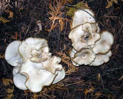 Over mature fruiting bodies have cap margins that dry and curl up. 